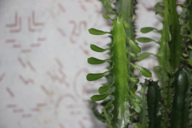 Sulu yakın görünüm