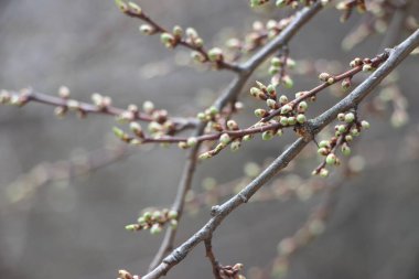 Ağaç dallarındaki genç bitkiler, yeni yaşam konsepti 