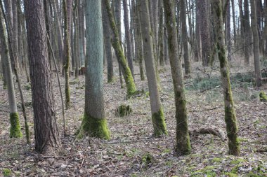 Orman manzarası, doğa kavramı 