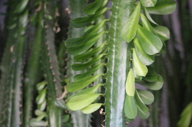 Sulu yakın görünüm