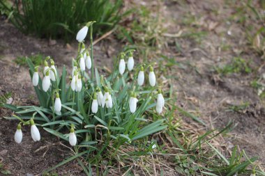 Kar damlası bahar çiçekleri. İlkbahar sembollerinden biri olan narin kar damlası bize kışın gittiğini ve baharın geldiğini söylüyor..