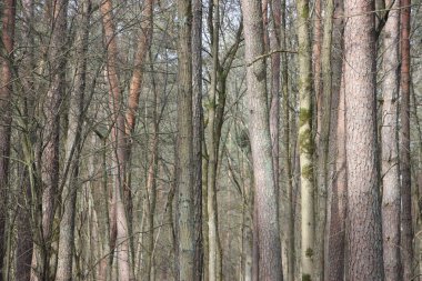 Orman manzarası, doğa kavramı 