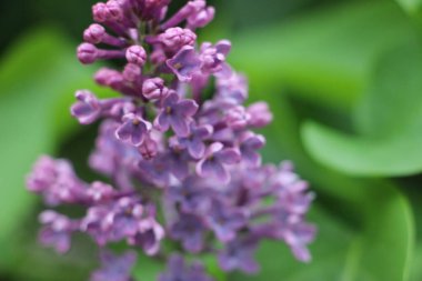 Leylak yakın görünüm