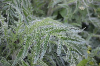 Çimenlerde yetişen yeşil bitkilerin yakın plan çekimi, doğa arka planı