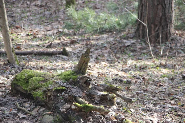 Skogsutsikt Naturbegrepp — Stockfoto