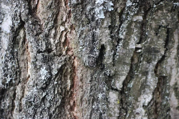 ağaç dokusu arkaplanı kapat