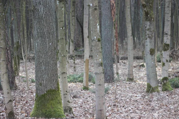 Koncepcja Przyrody Widok Drzewa — Zdjęcie stockowe