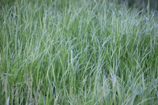 Grünes Gras Und Pflanzen Morgenlicht — Stockfoto
