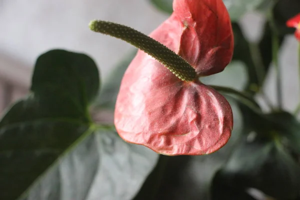 Hermosa Flor Roja Primer Plano — Foto de Stock