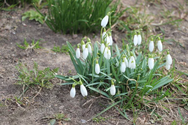 Kar damlası bahar çiçekleri. İlkbahar sembollerinden biri olan narin kar damlası bize kışın gittiğini ve baharın geldiğini söylüyor..