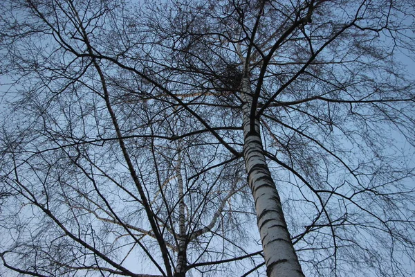 Piękny Widok Drzew Niebo — Zdjęcie stockowe