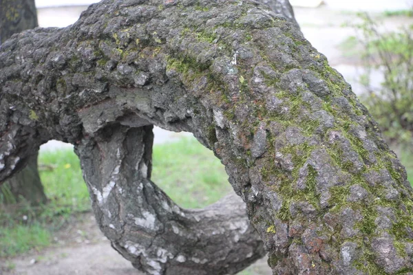 huş ağacının kabuğunun yakın çekim dokusu, arkaplan.