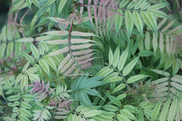 Green Leaves Close View — Stock Photo, Image