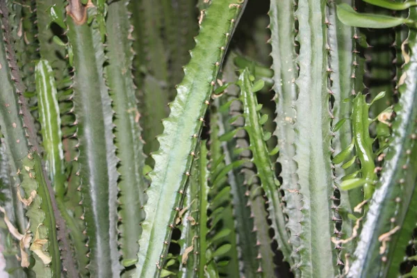 Closeup Cactus Plant Garden — Stockfoto