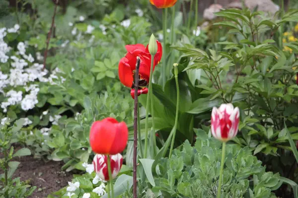 Lale çiçeği yakın görünüm 