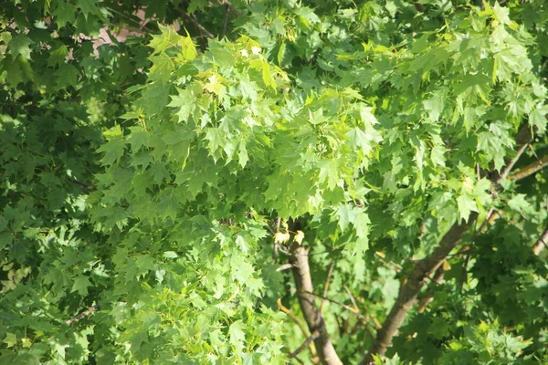 자연의 나무의 — 스톡 사진