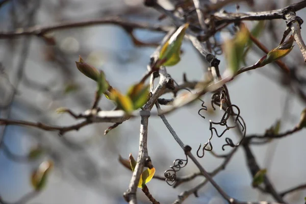 Jonge Planten Bij Boomtakken Nieuw Levensconcept — Stockfoto