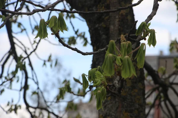 Young Plants Tree Branches New Life Concept — Stock Photo, Image