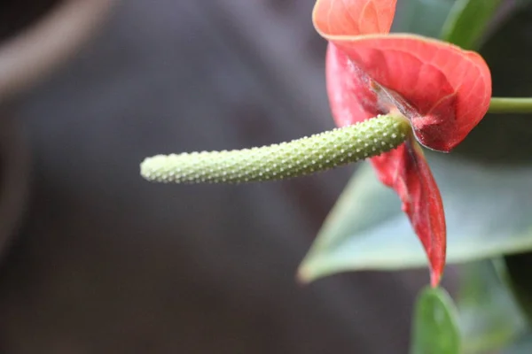 Güzel Bir Çiçeğin Yakın Çekim Görüntüsü — Stok fotoğraf