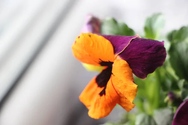 Close View Beautiful Flower — Stock Photo, Image