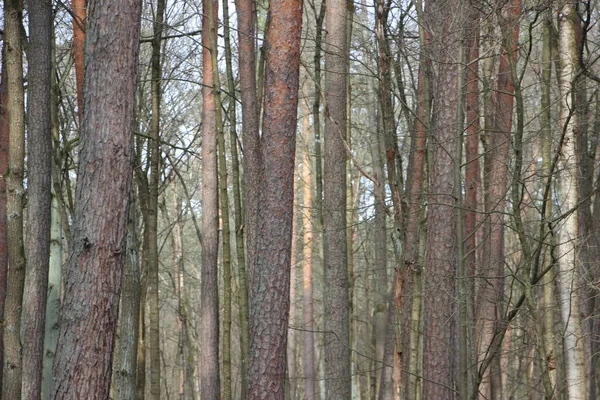 Orman manzarası, doğa kavramı 