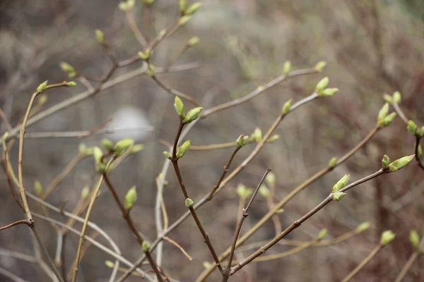 Plantas Jóvenes Las Ramas Los Árboles Nuevo Concepto Vida —  Fotos de Stock