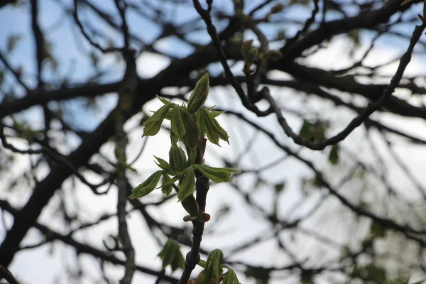 Mladé Rostliny Větvích Stromů Koncept Nového Života — Stock fotografie