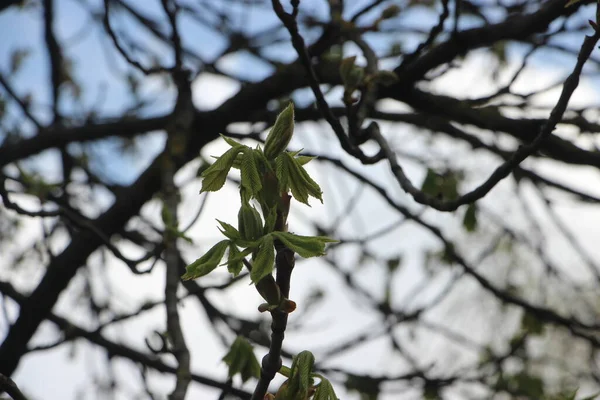 Jonge Planten Bij Boomtakken Nieuw Levensconcept — Stockfoto