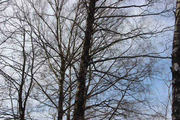 Přírodní Koncept Pohled Stromy — Stock fotografie