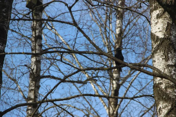 Doğa kavramı, ağaçlar görünümü 