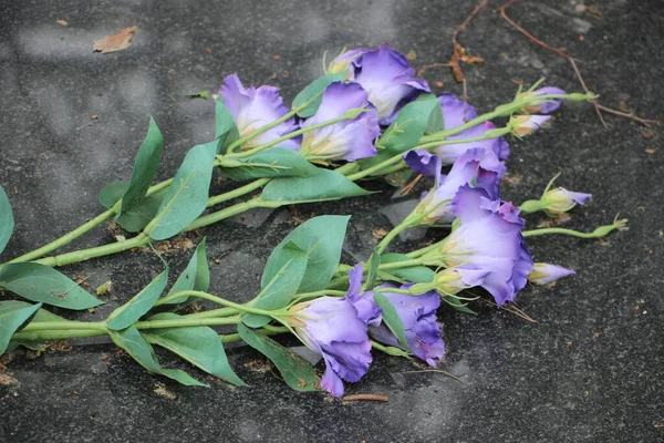 Old Cemetery View Life Death Concept — Stock Photo, Image