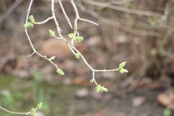 Jeunes Plantes Aux Branches Arbres Nouveau Concept Vie — Photo