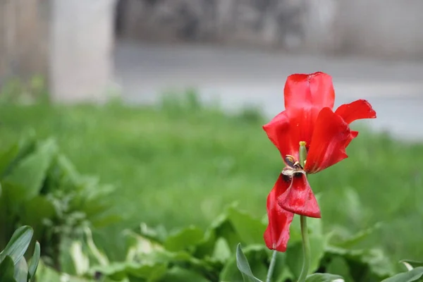 Tulipa Flor Vista Perto — Fotografia de Stock