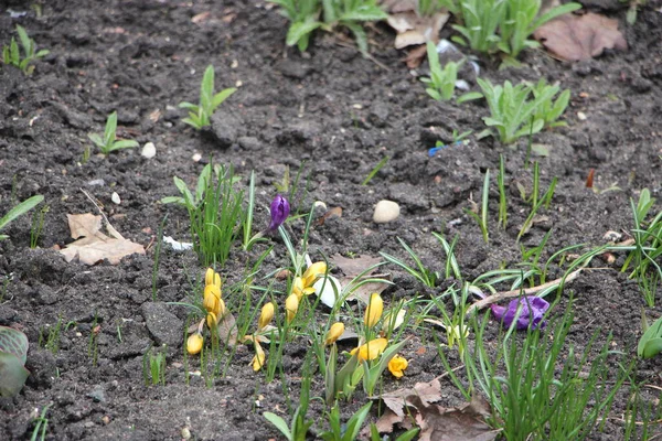 Çiçek tarlası güzel manzara 