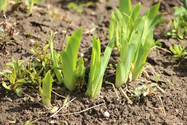 Güzel çiçekli fotoğraf, doğal duvar kağıdı.