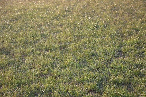 Groen Gras Het Veld — Stockfoto