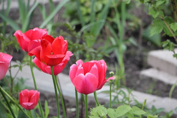 Tulip Flower Close View — Stock Photo, Image