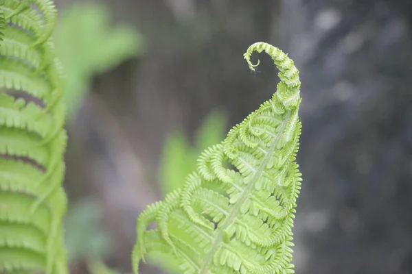 Fresh Green Fern Leaf — Stock Photo, Image