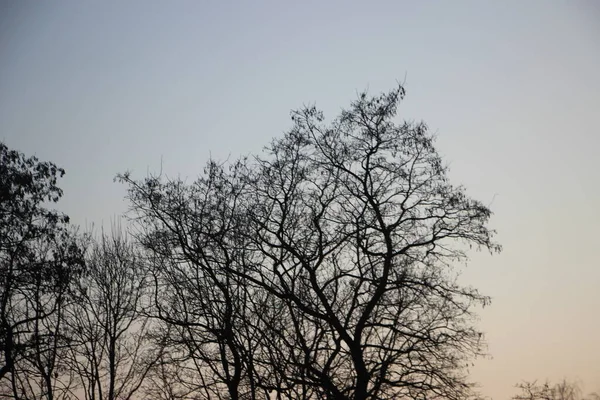 Natuur Concept Bomen Bekijken — Stockfoto