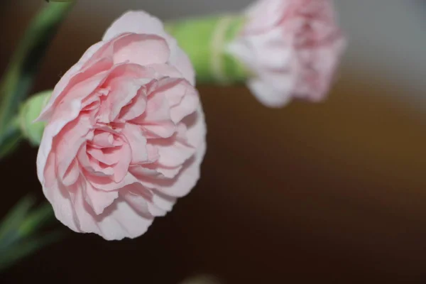 Lindas Flores Cor Rosa Vista Close — Fotografia de Stock