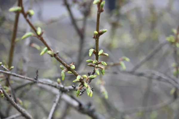 Young Plants Tree Branches New Life Concept — Stock Photo, Image