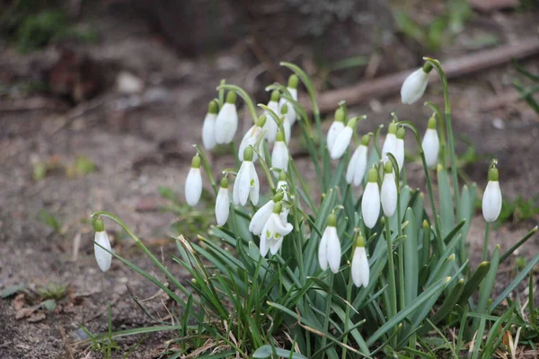 Kar damlası bahar çiçekleri. İlkbahar sembollerinden biri olan narin kar damlası bize kışın gittiğini ve baharın geldiğini söylüyor..