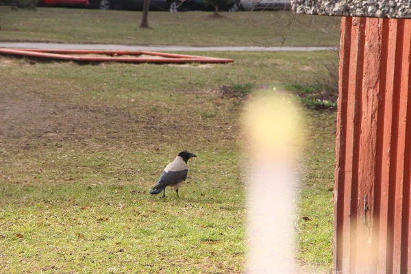 Een Kraaivogel Zit Grond — Stockfoto