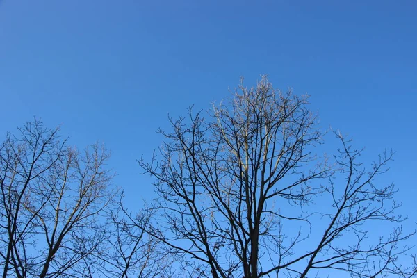 Naturkonzept Blick Auf Bäume — Stockfoto