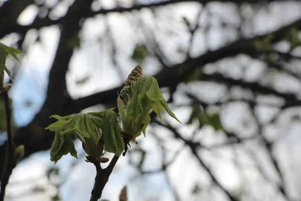 Jonge Planten Bij Boomtakken Nieuw Levensconcept — Stockfoto