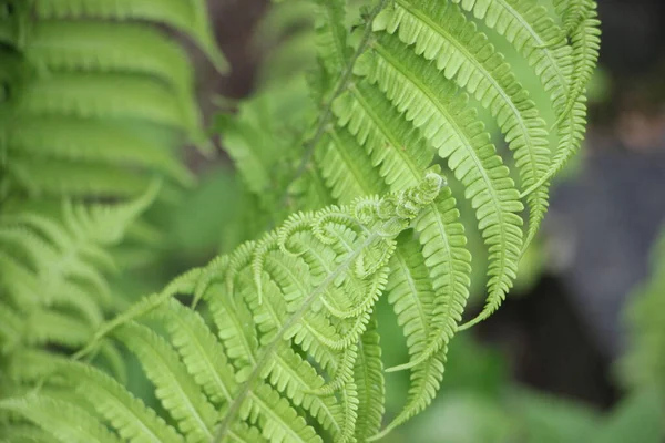 Fresh Green Fern Leaf — Stock Photo, Image