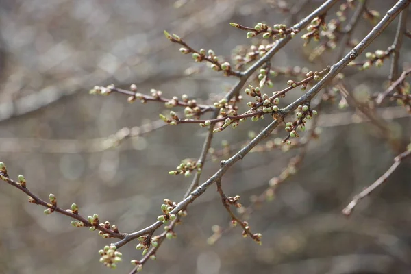 Jonge Planten Bij Boomtakken Nieuw Levensconcept — Stockfoto