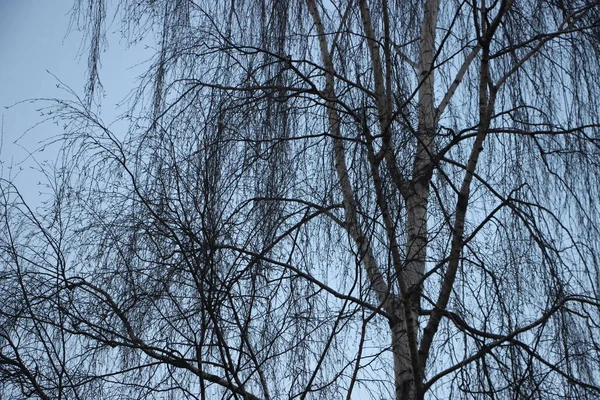 Natuur Concept Bomen Bekijken — Stockfoto