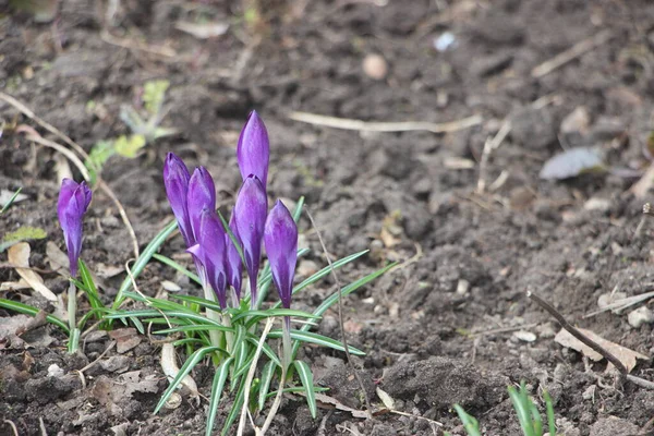 Purple Crocus Bloemen Sneeuw Ontwaken Het Voorjaar Warme Gouden Stralen — Stockfoto