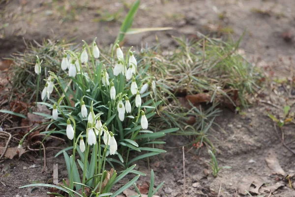 Kar damlası bahar çiçekleri. İlkbahar sembollerinden biri olan narin kar damlası bize kışın gittiğini ve baharın geldiğini söylüyor..